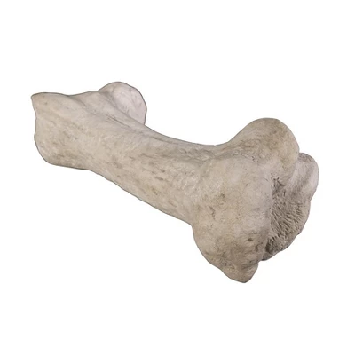 Design Toscano Gigantic Dinosaur Bone Sculpture - Image 6
